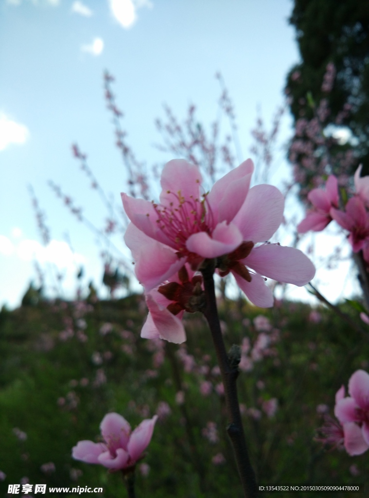 桃花
