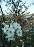 梨花