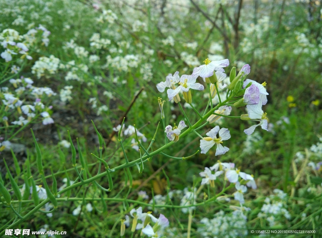 油菜花