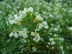 油菜花