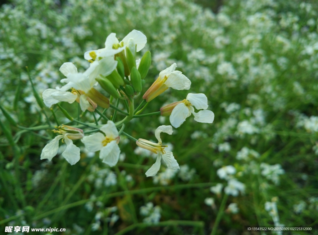 油菜花
