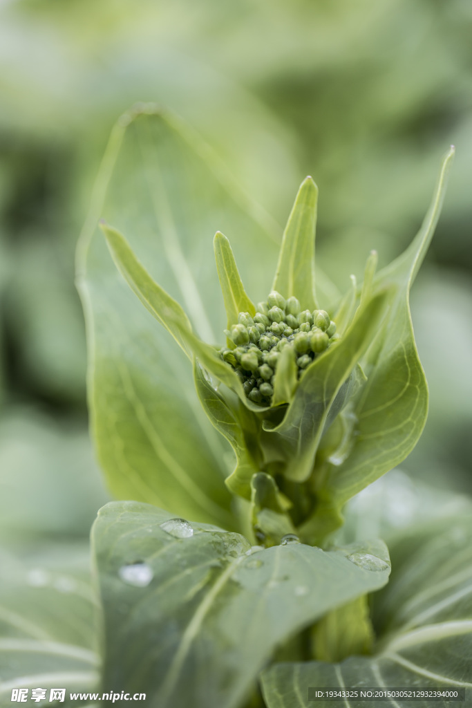 油菜花