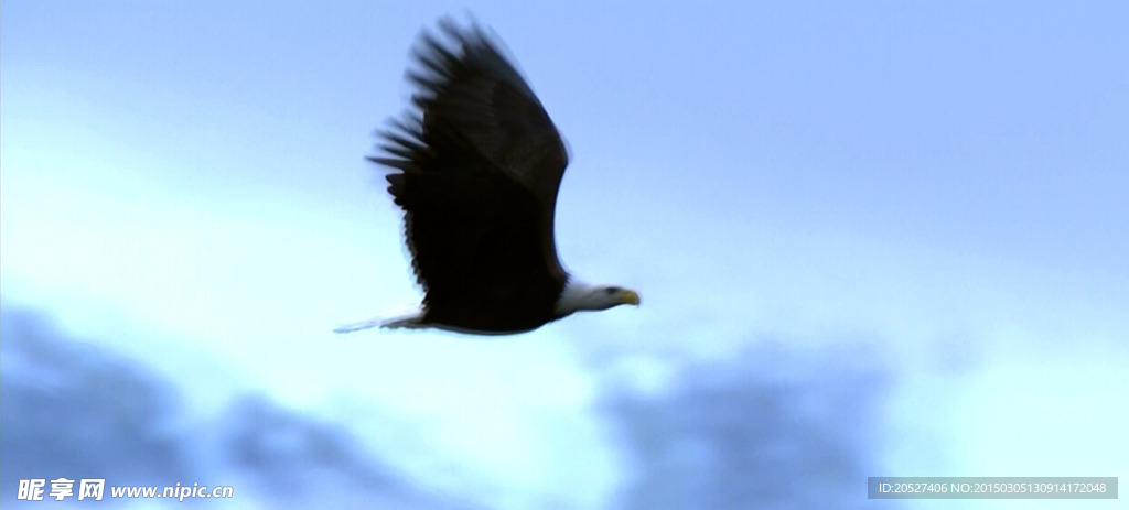 鹰 飞翔的鹰 高清视频素材