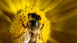 蜜蜂与花 高清视频素材