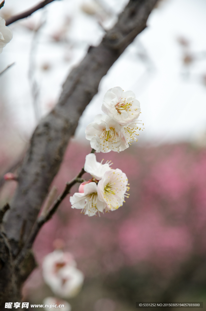 梅花