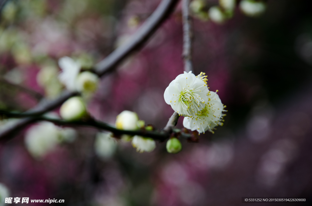 梅花