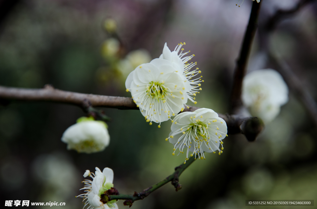 梅花