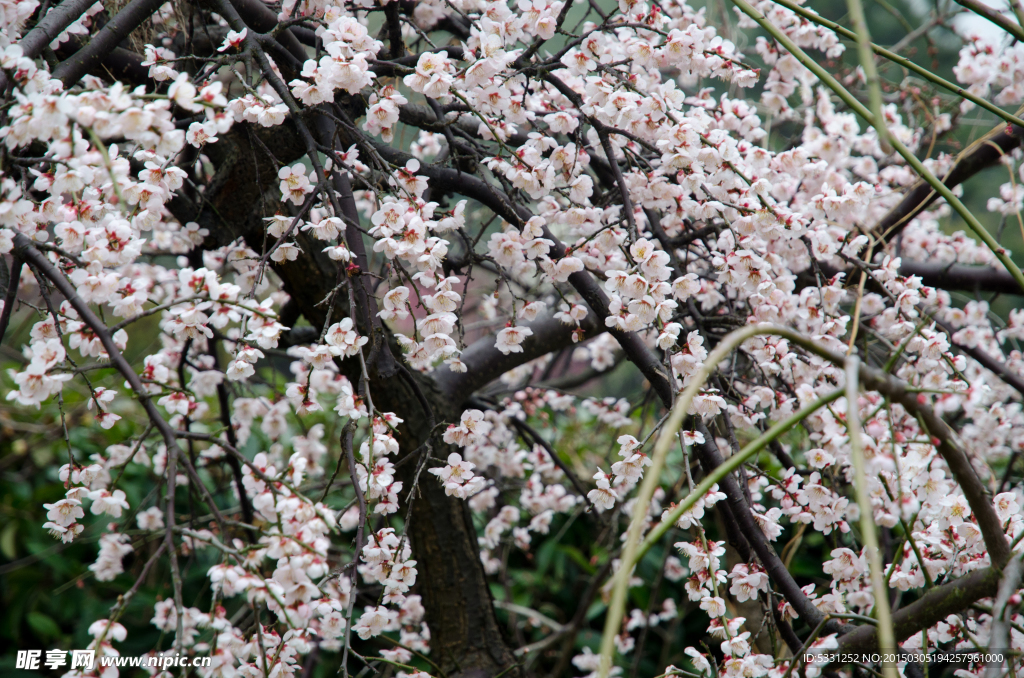 繁花