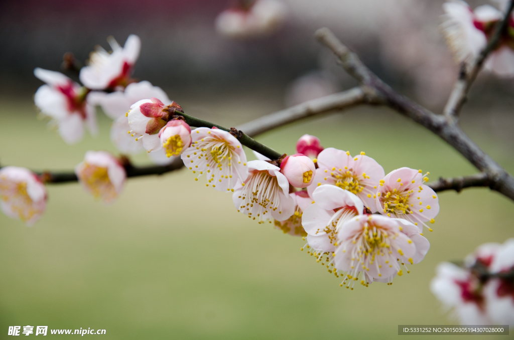 梅花