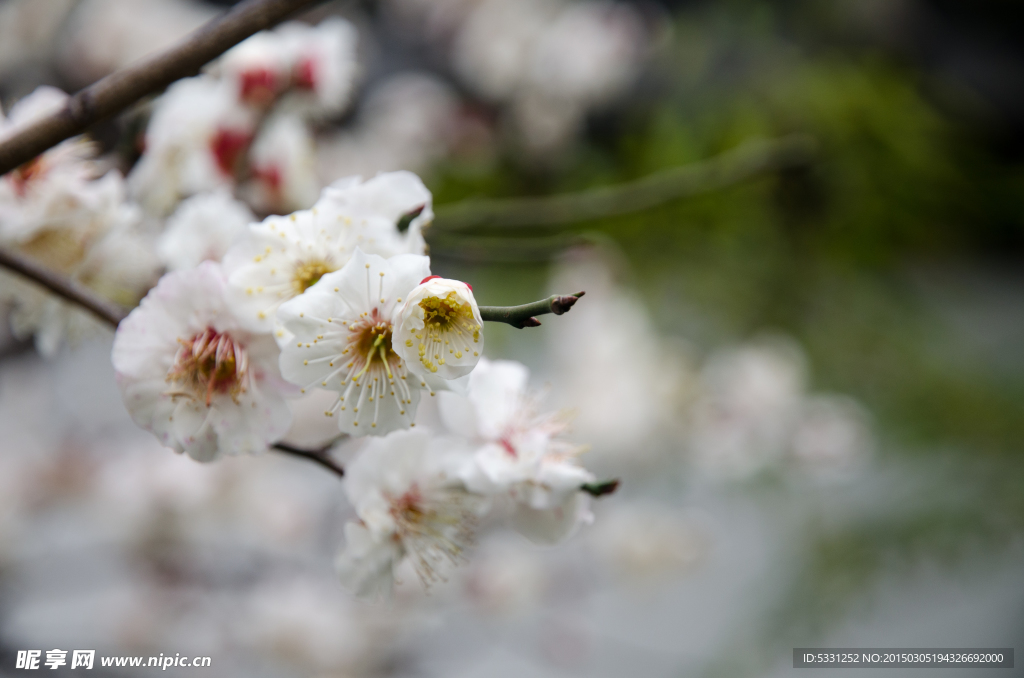 梅花