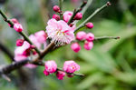 梅花