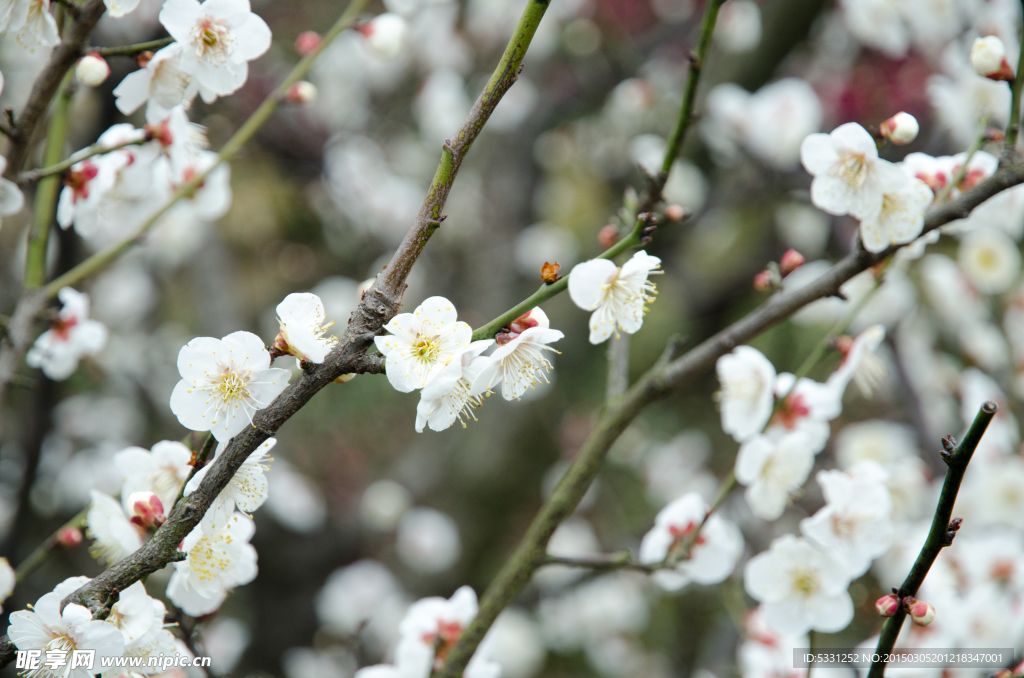 梅花