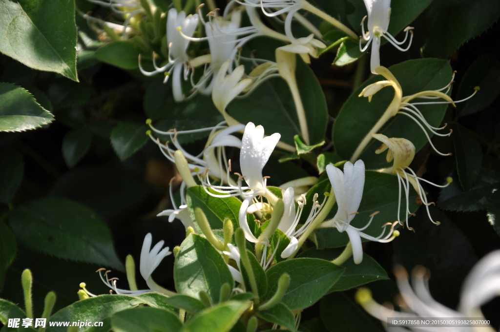 野生金银花