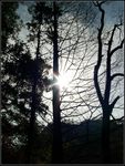 原始林夕照