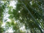 竹林