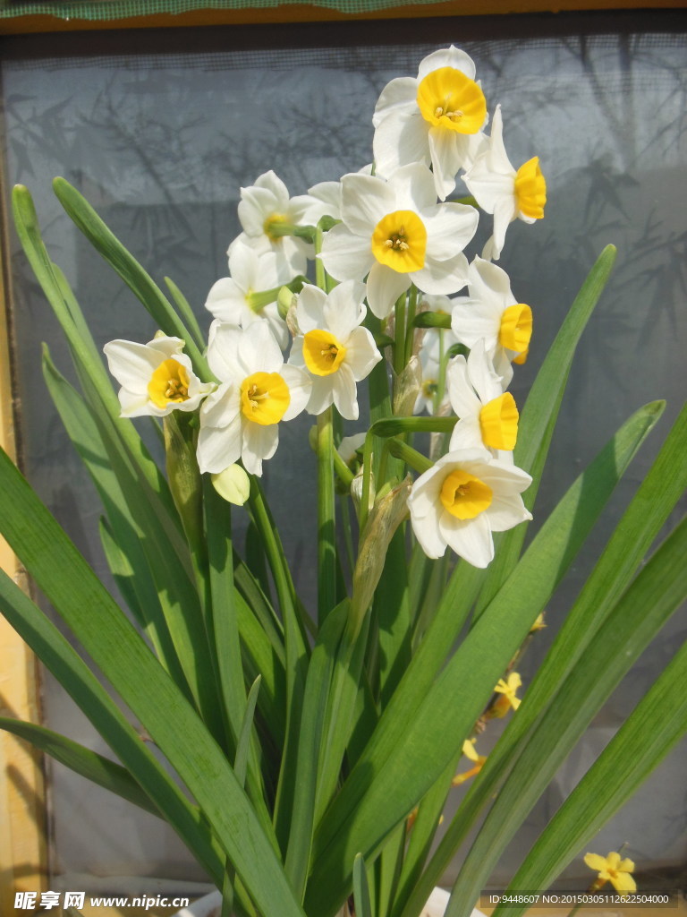 水仙花