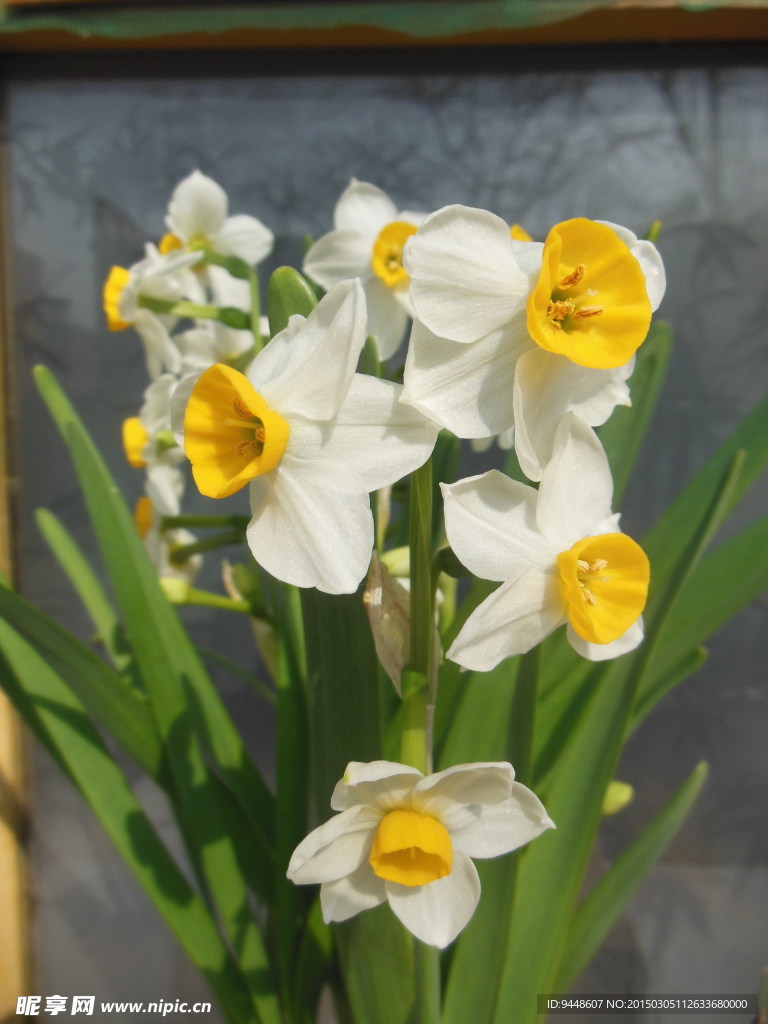 水仙花