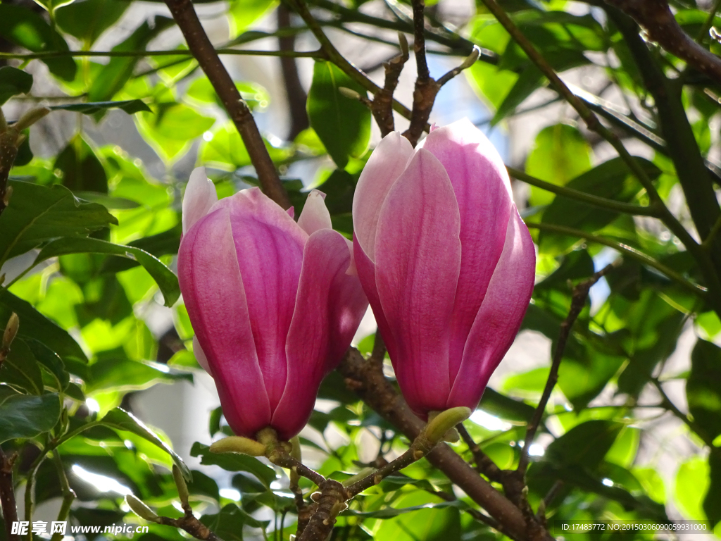 玉兰花