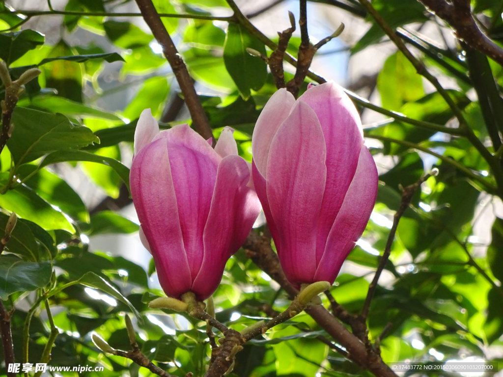 玉兰花