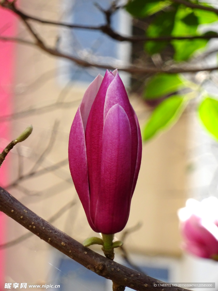玉兰花