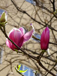 玉兰花