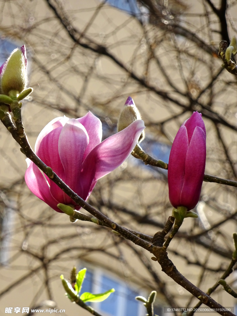 玉兰花