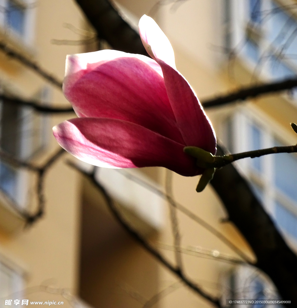 玉兰花