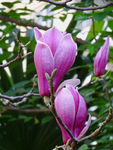 玉兰花