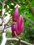 玉兰花