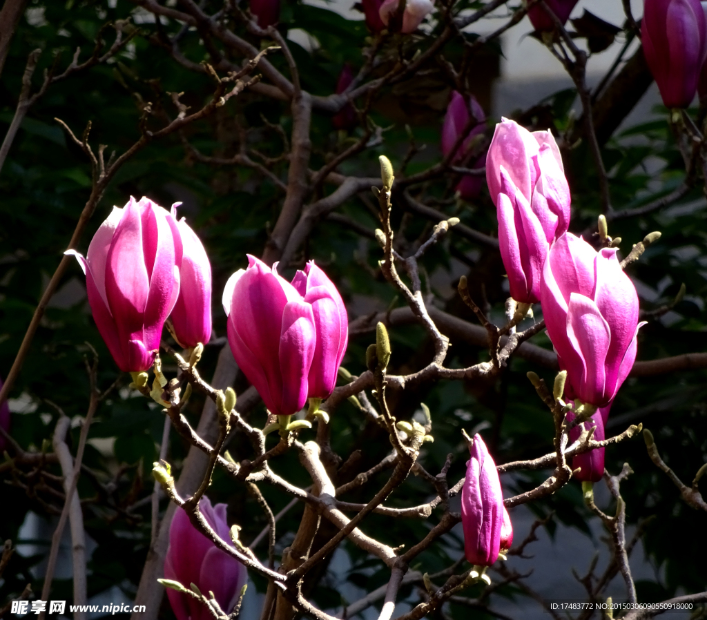 玉兰花