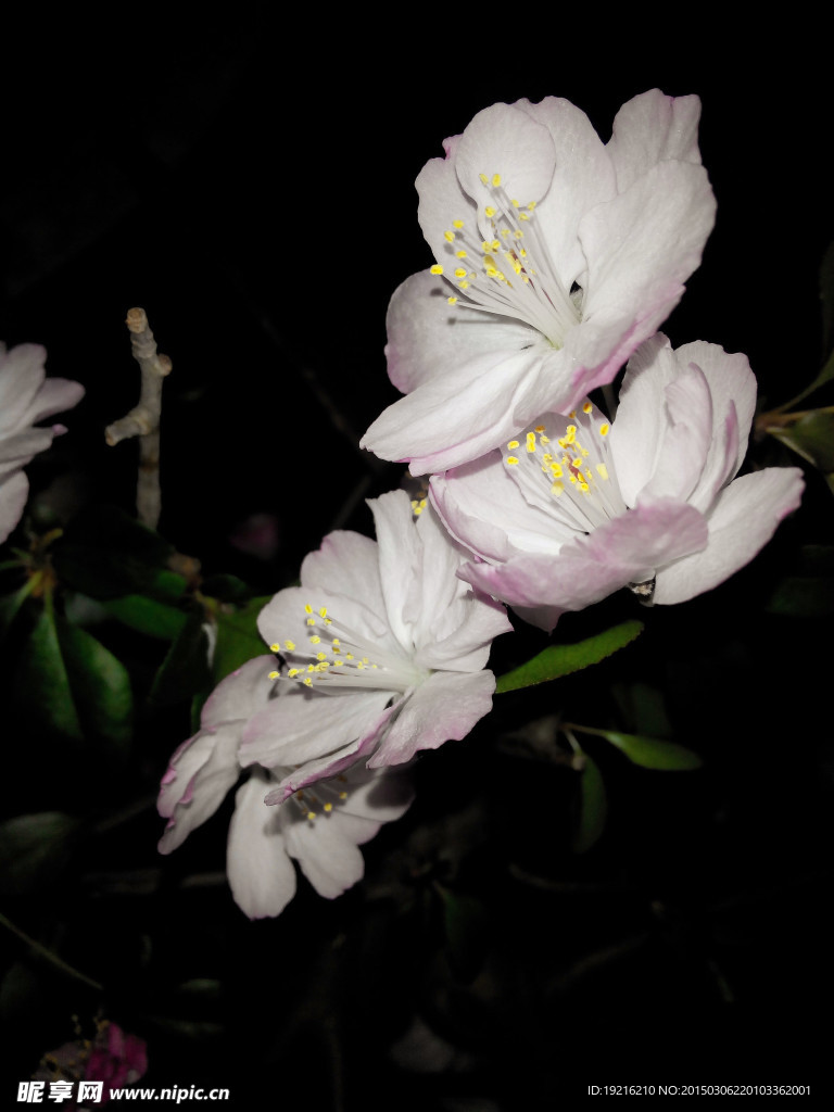 桃花