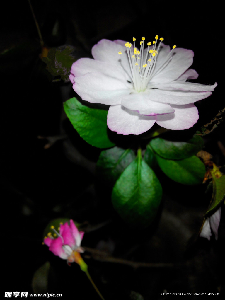 桃花