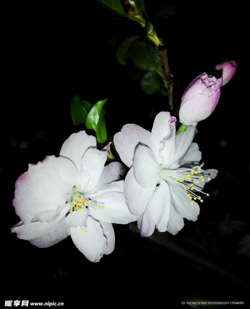 桃花