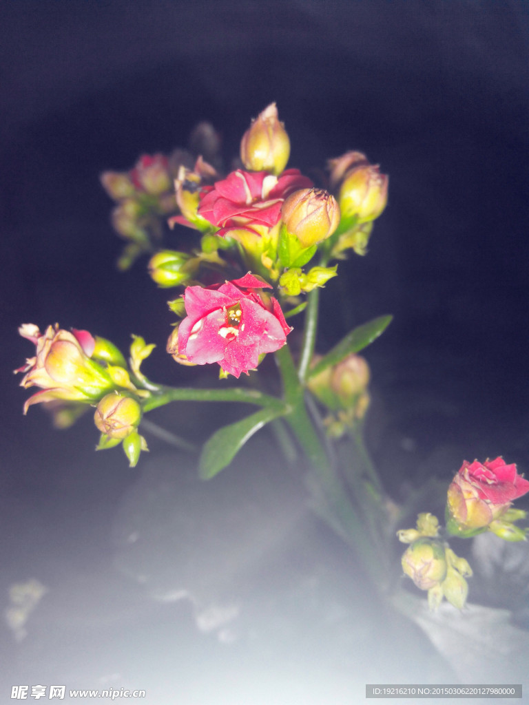 长寿花