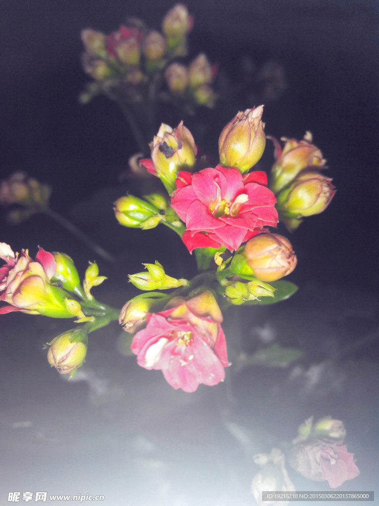 长寿花