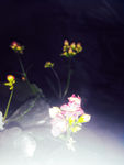 长寿花