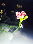 长寿花