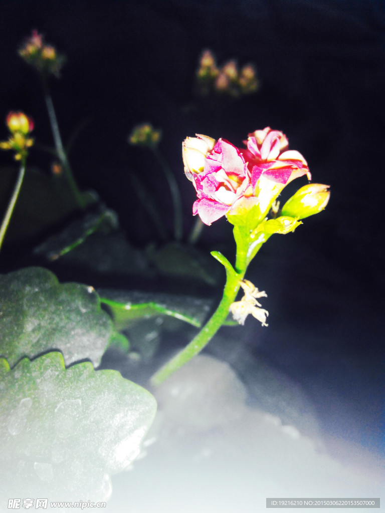 长寿花