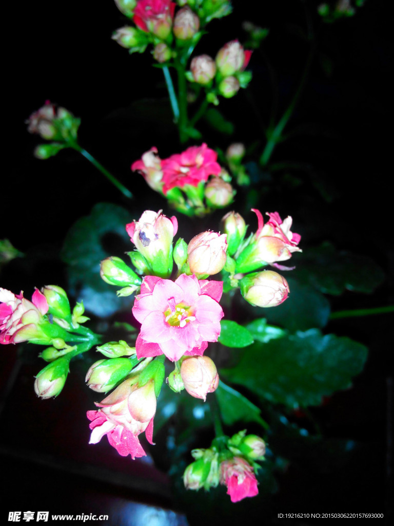 长寿花