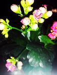 长寿花