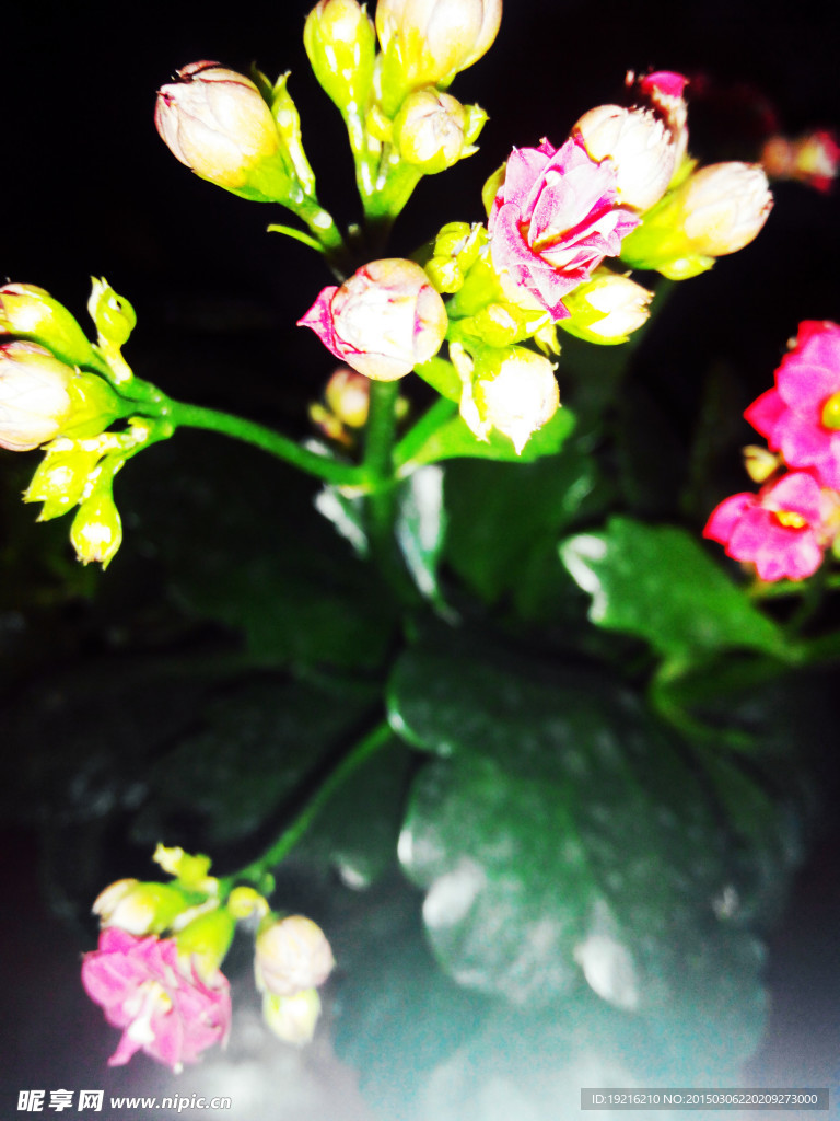 长寿花