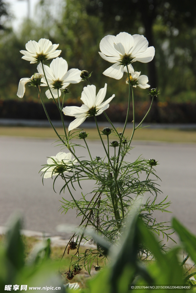 格桑花 逆光格桑花