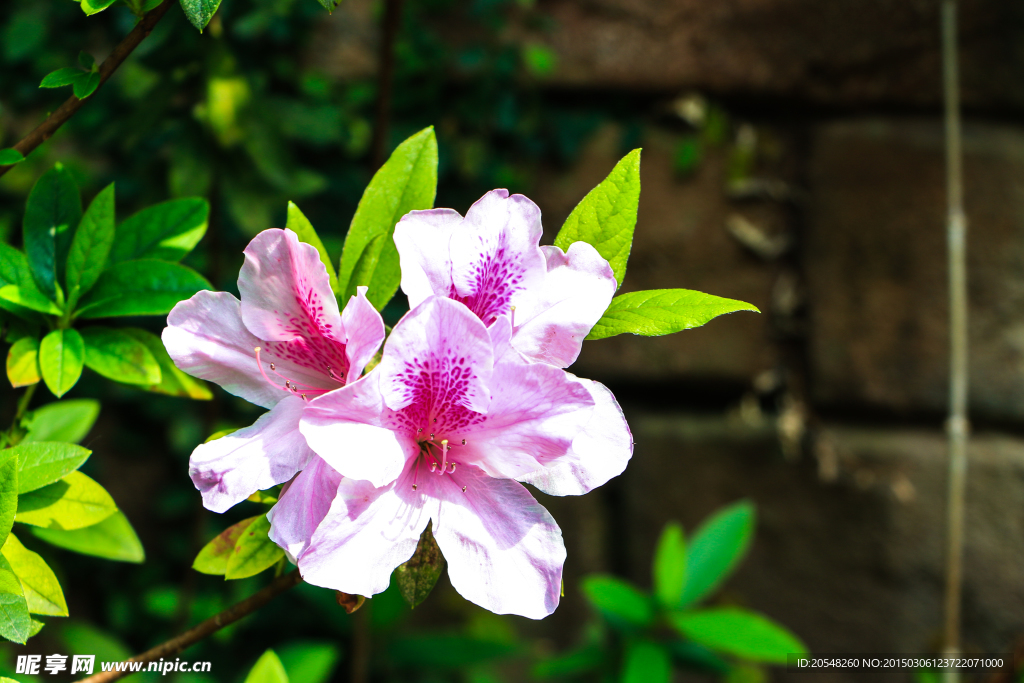 花