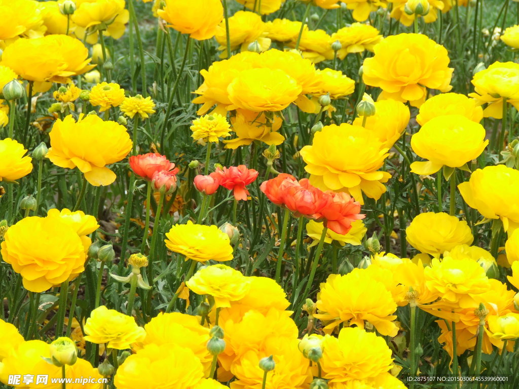 菊