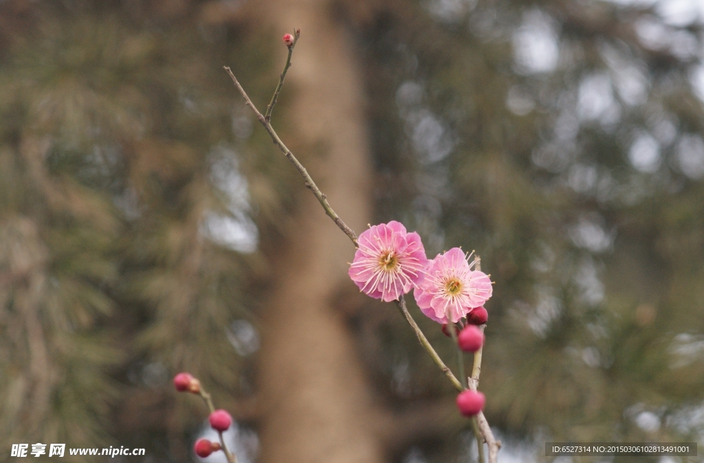 红梅花