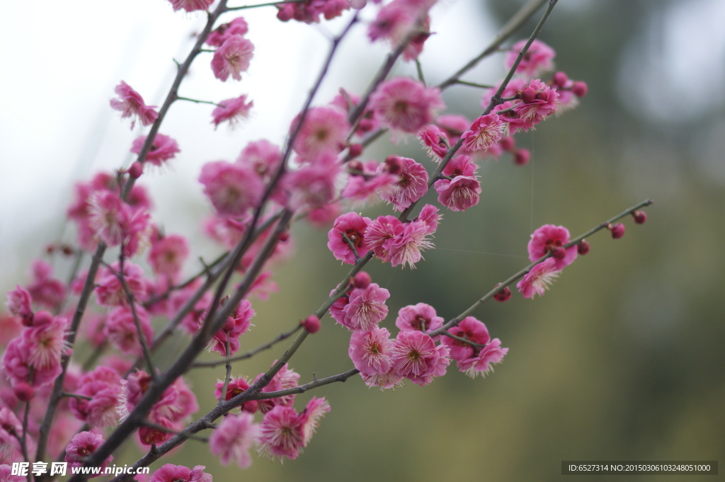 红梅花