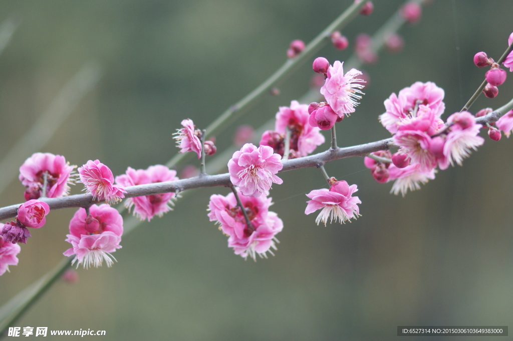 红梅花