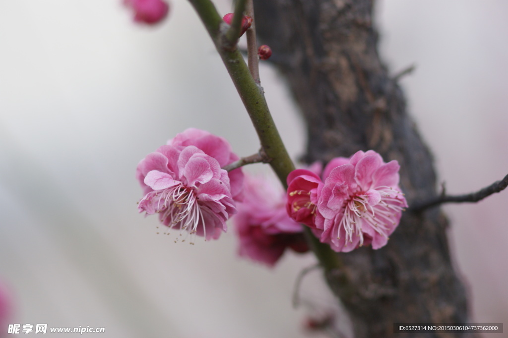 红梅花