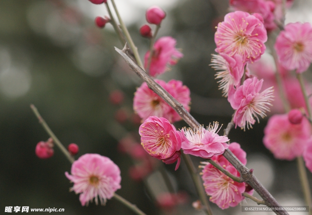 红梅花