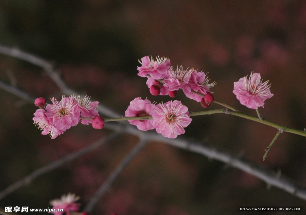 红梅花